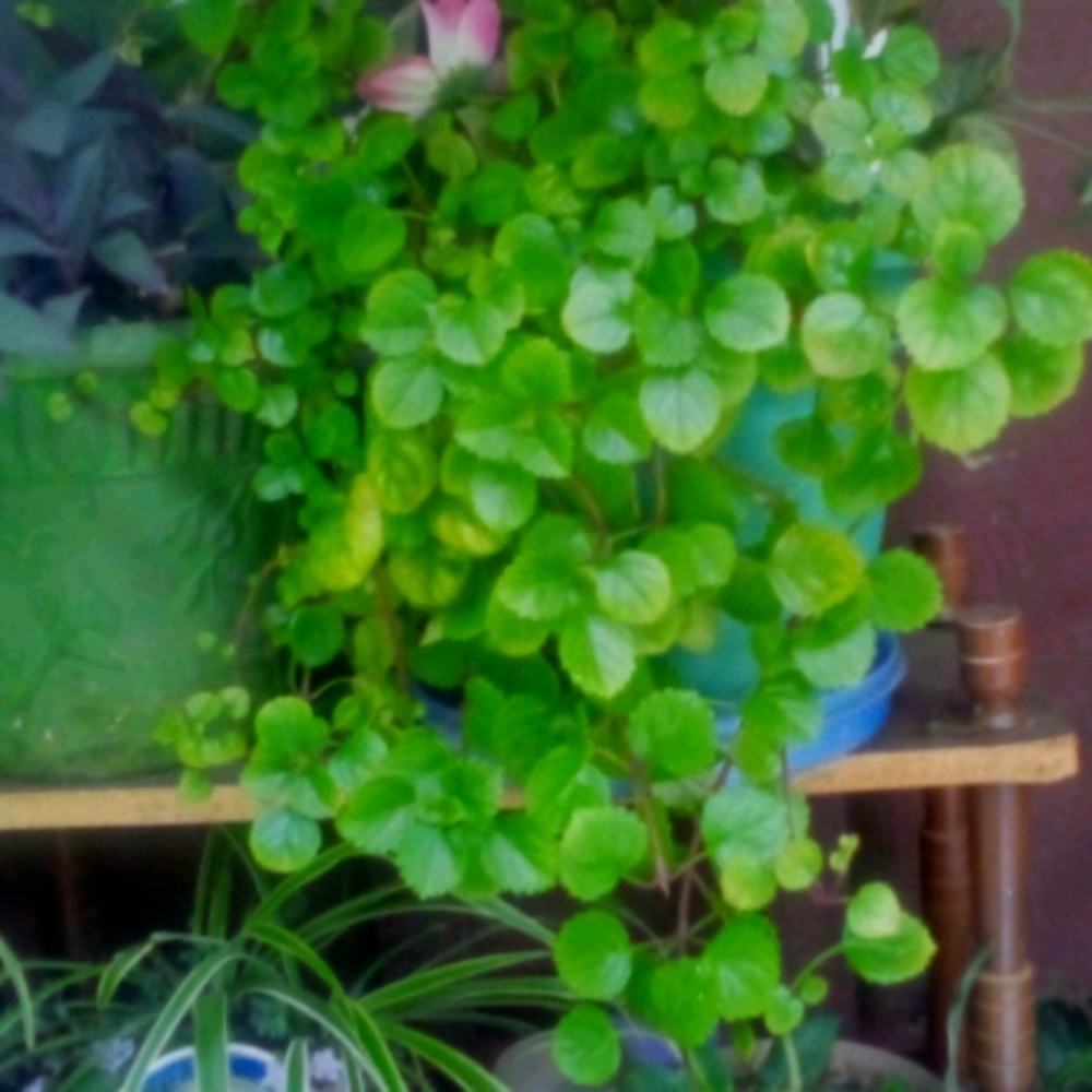 Healthy rooted starts of swedish ivy. Swedish Ivy grows very fast .